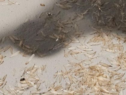 A close up of a pile of rice on a table.