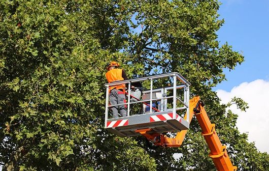 Trimming Trees Using Crane — Seattle, WA — Green Town Landscaping LLC