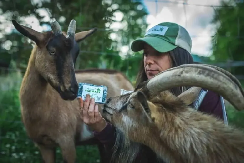 Woman wearing a Franny's Farmacy hat holds a bar of hemp soap to two goats on the farm