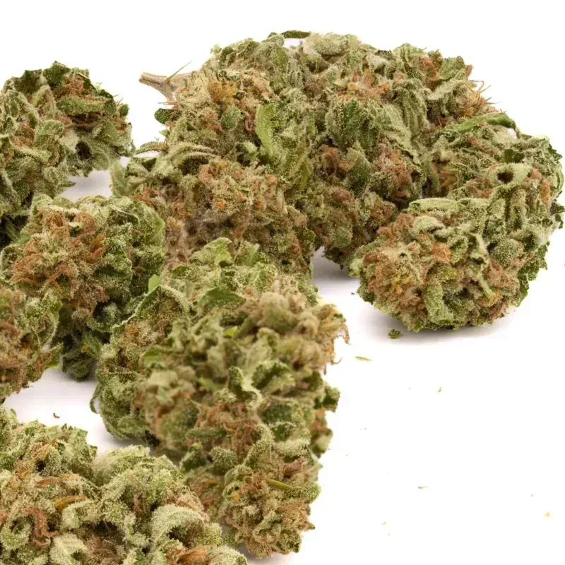 Close-up of OG Kush THCA flower buds scattered on a white surface.