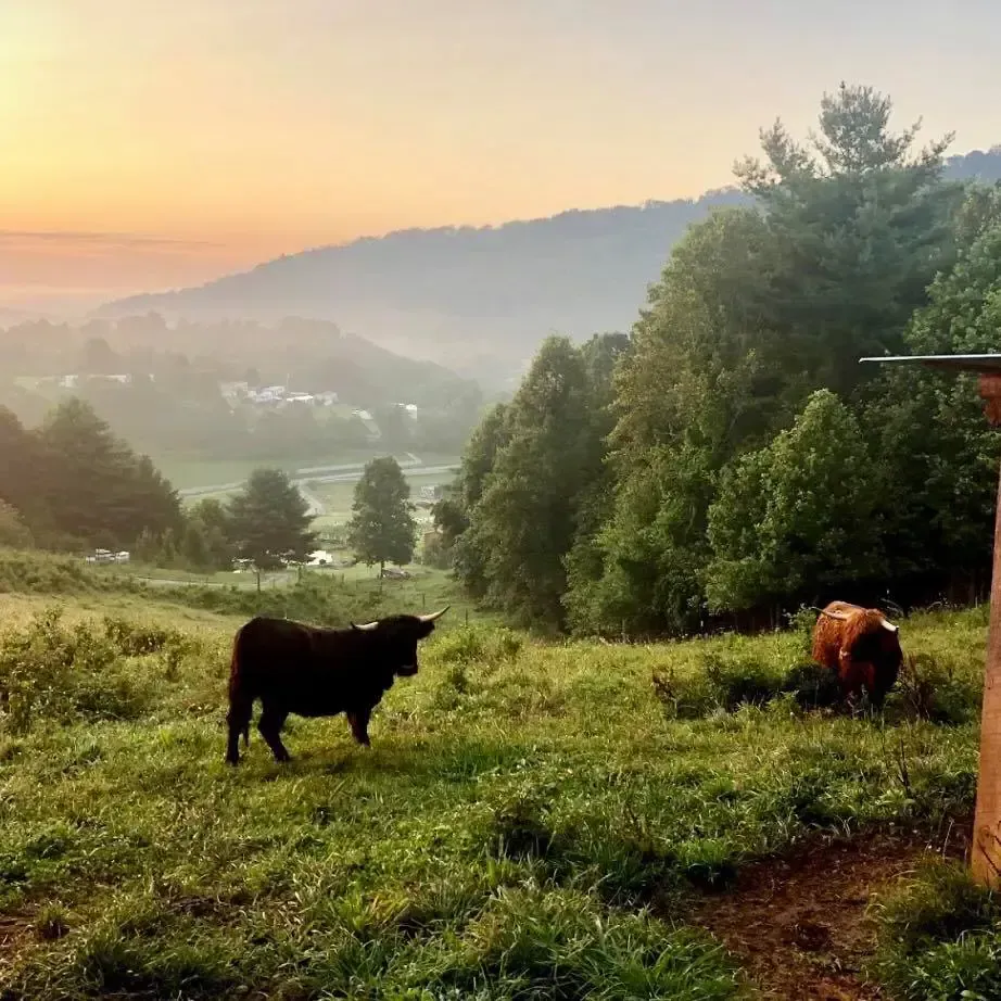Two Highland cattle graze on a green hillside on Franny's Farm with a hazy valley at sunrise.