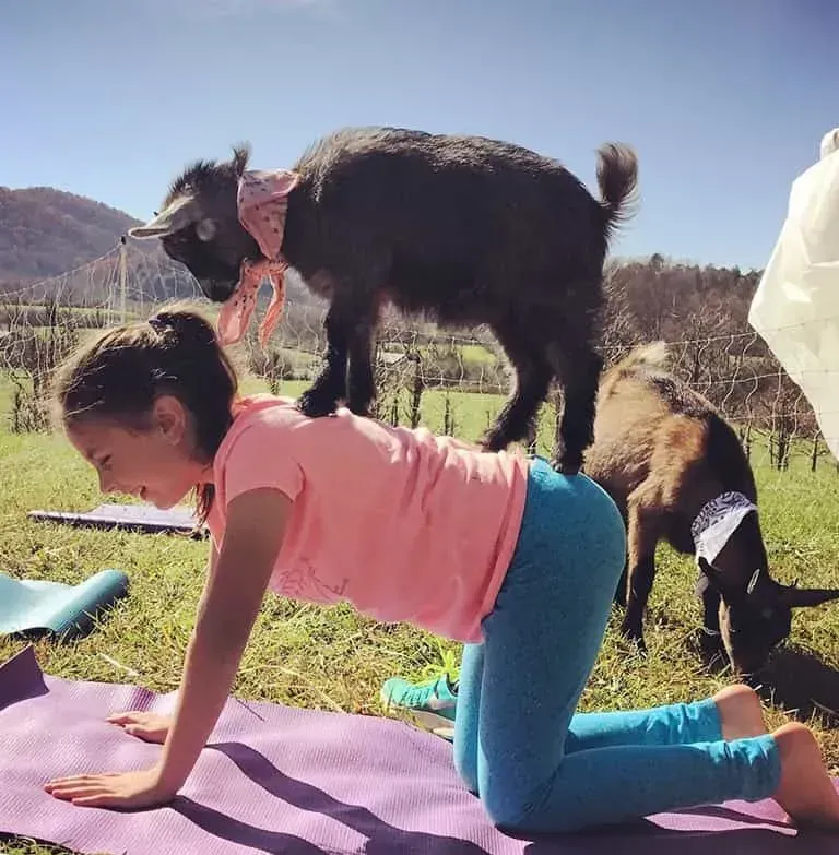 Young person in a yoga pose with a goat on their back in an outdoor setting. Two other goats nearby.