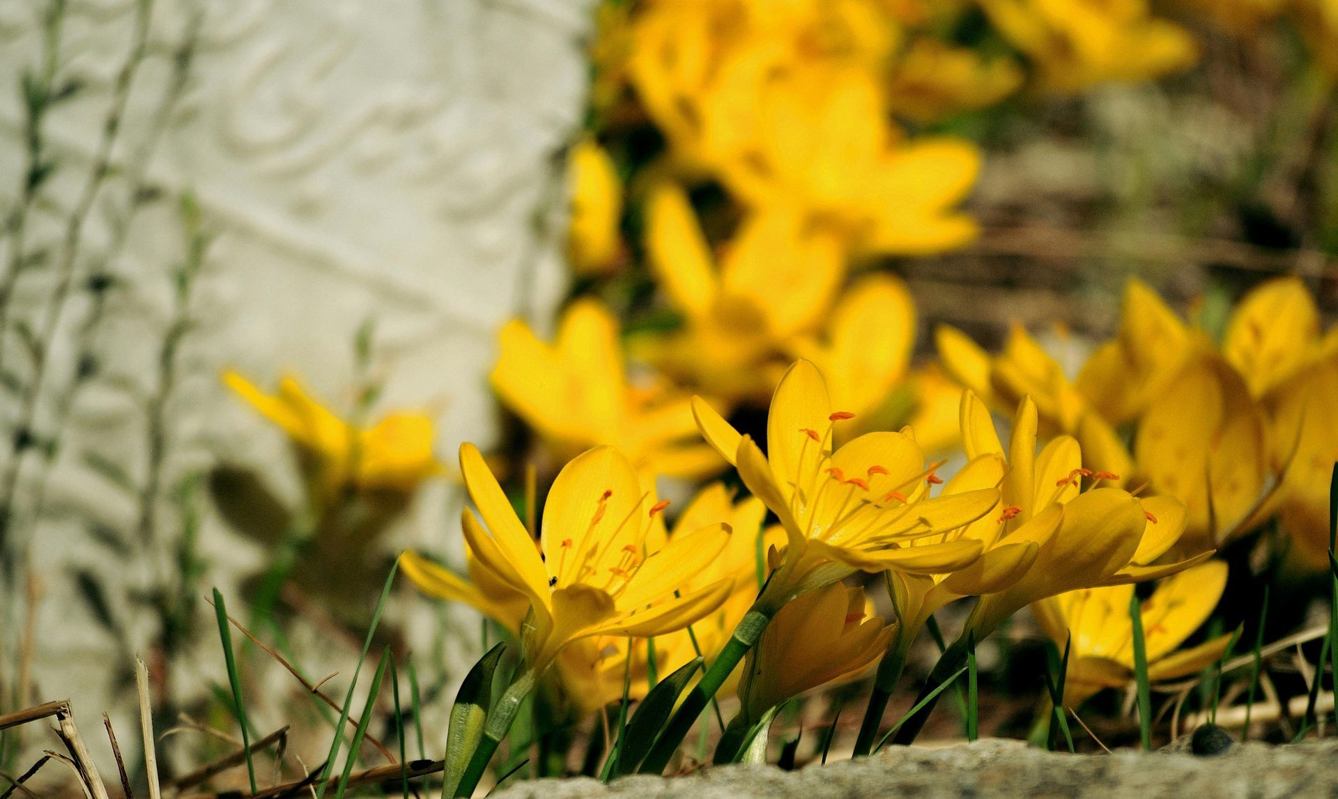Yellow crocus flowers blooming in sunlight, clustered near a light-colored stone wall.
