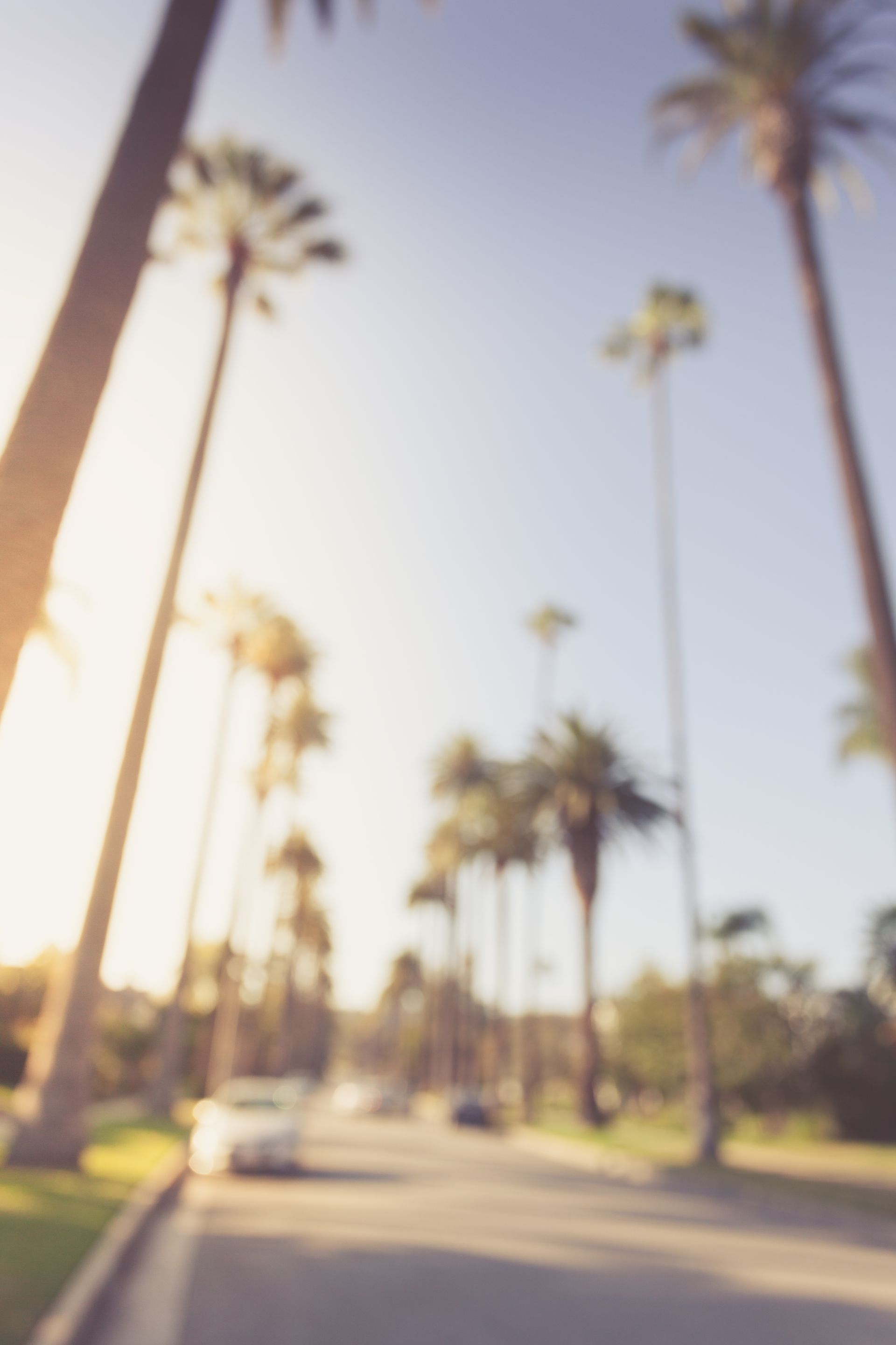 Palm trees line a sunny road, blurred background with cars, likely Southern California.