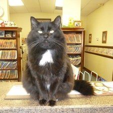 Black Cat — Murrells Inlet, SC — Murrells Inlet Veterinary Hospital
