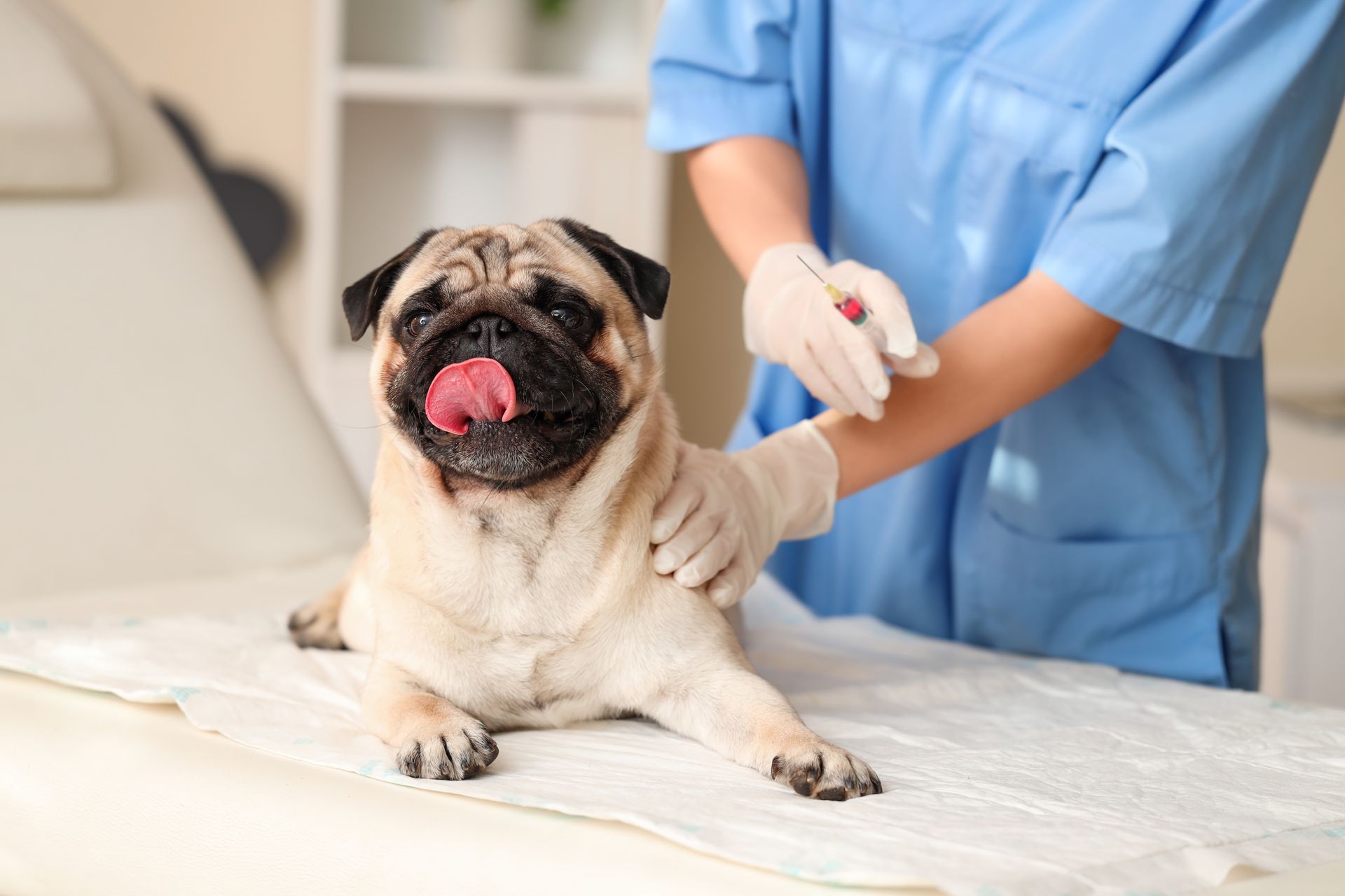 Dog on an exam table while a vet prepares a syringe for a vaccination.