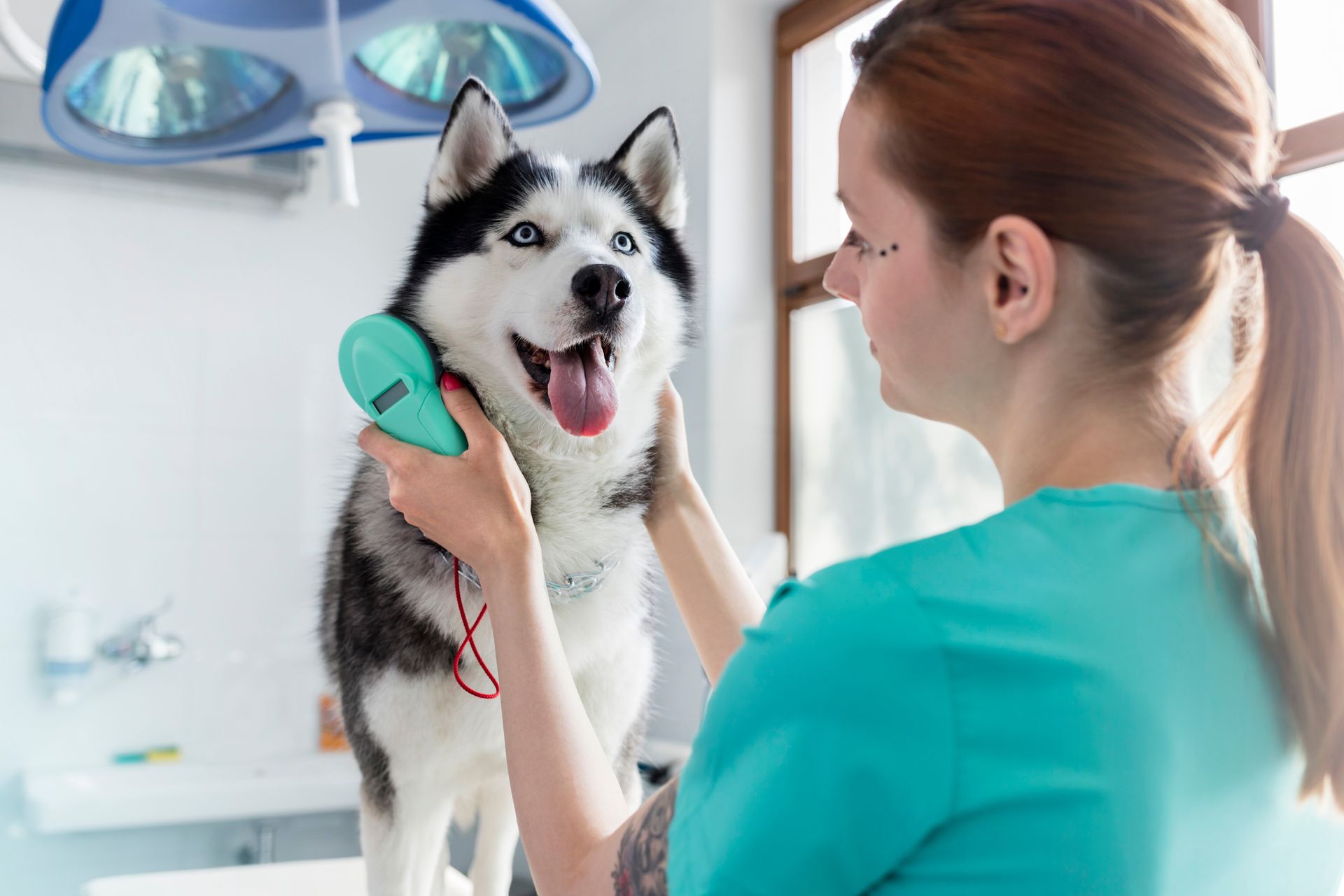 A vet is examining a dog.