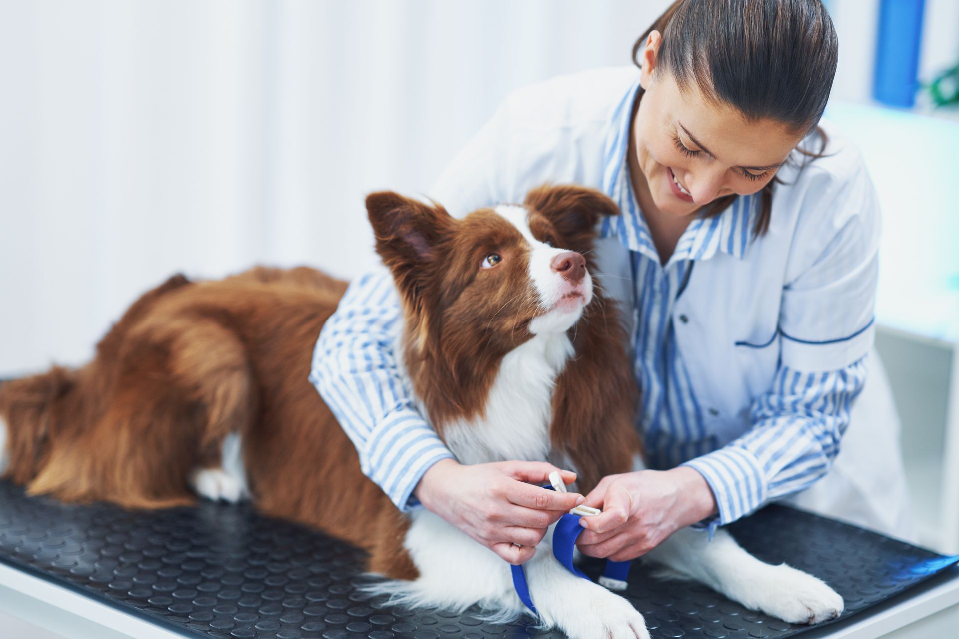 A dog lying on a veterinary examination table while a person.