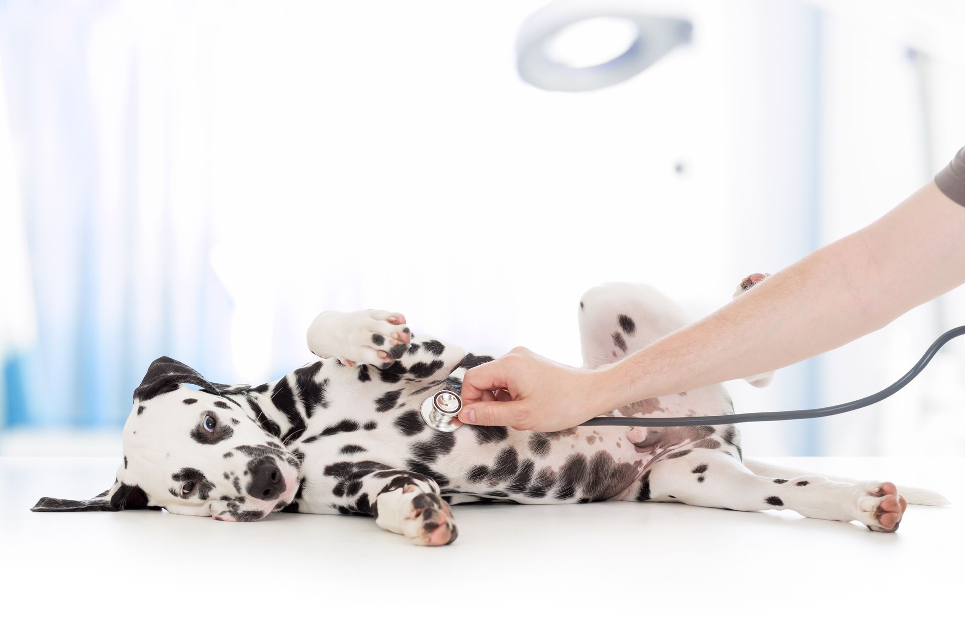 Dog examination with a stethoscope by a veterinarian at a clinic, showcasing dog care.
