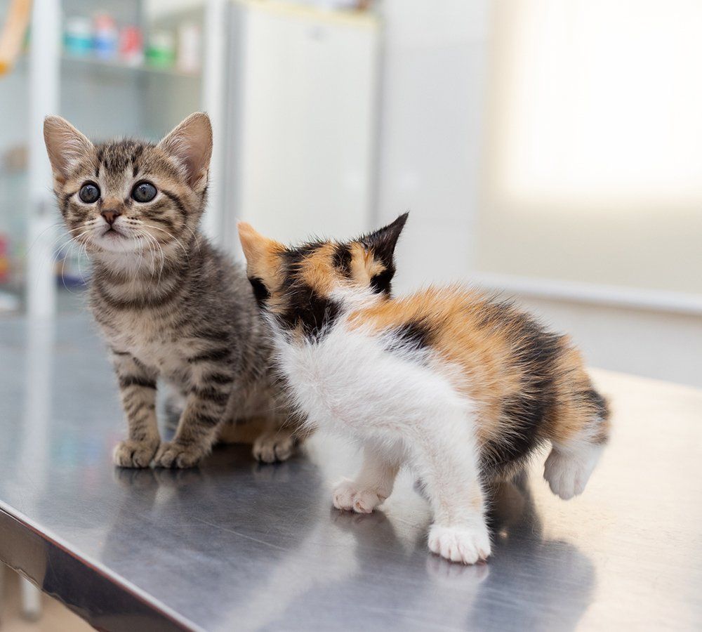 Two Kittens in the Veterinarian's Office — Murrells Inlet, SC — Murrells Inlet Veterinary Hospital