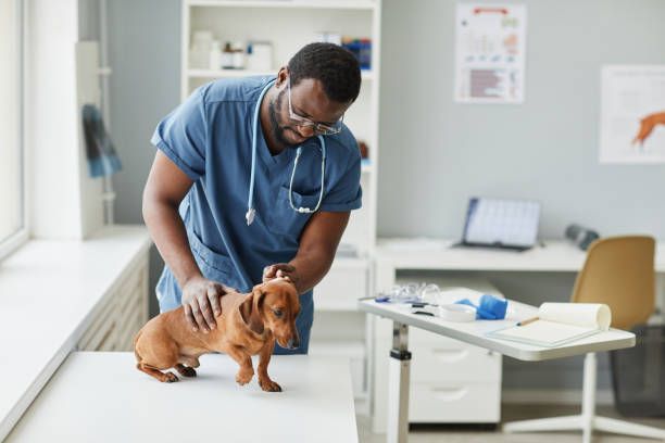 Veterinarian in blue scrubs examines a brown dachshund on an exam table in a bright office.