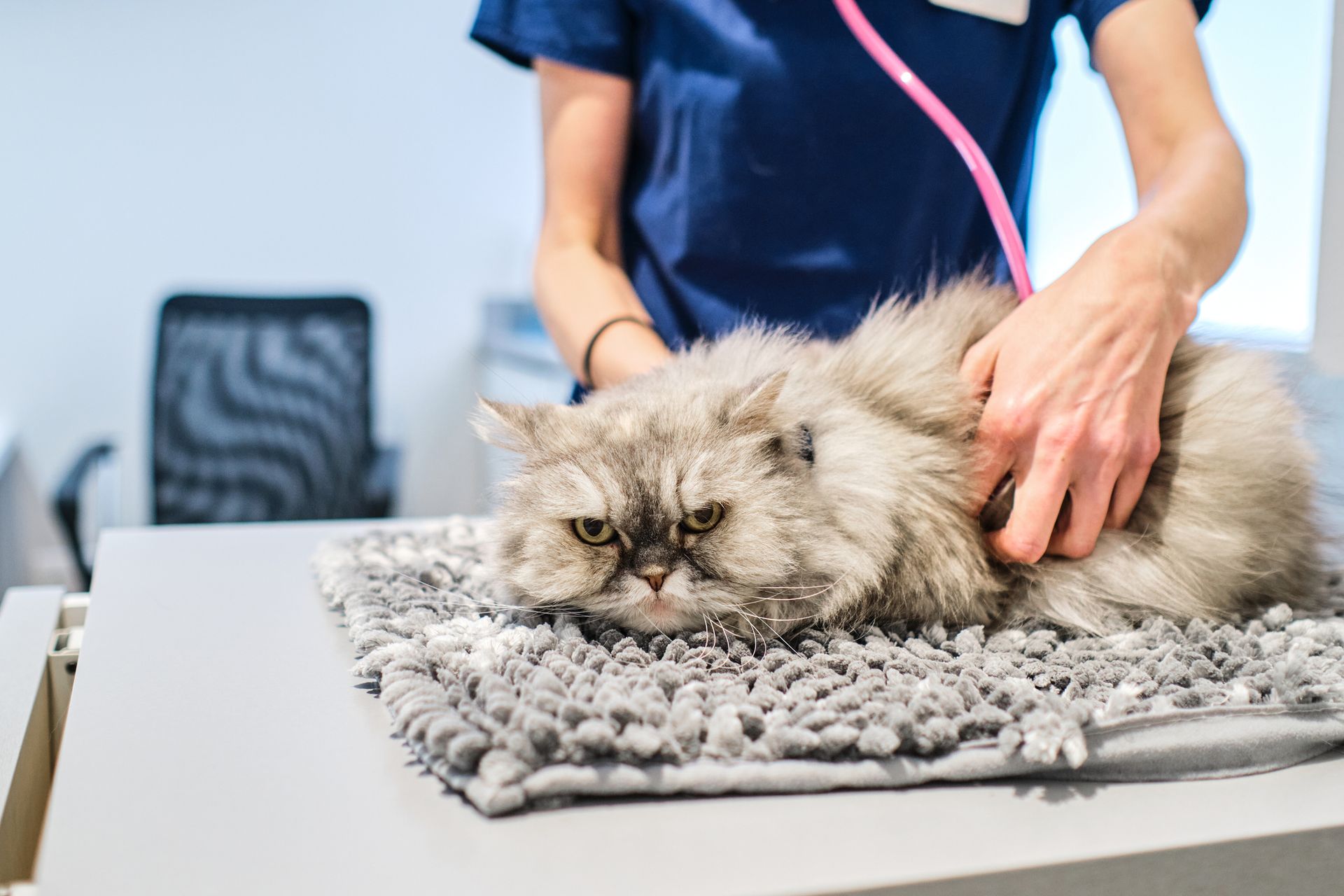 Veterinarian examining cat with stethoscope, showcasing excellent pet health care.