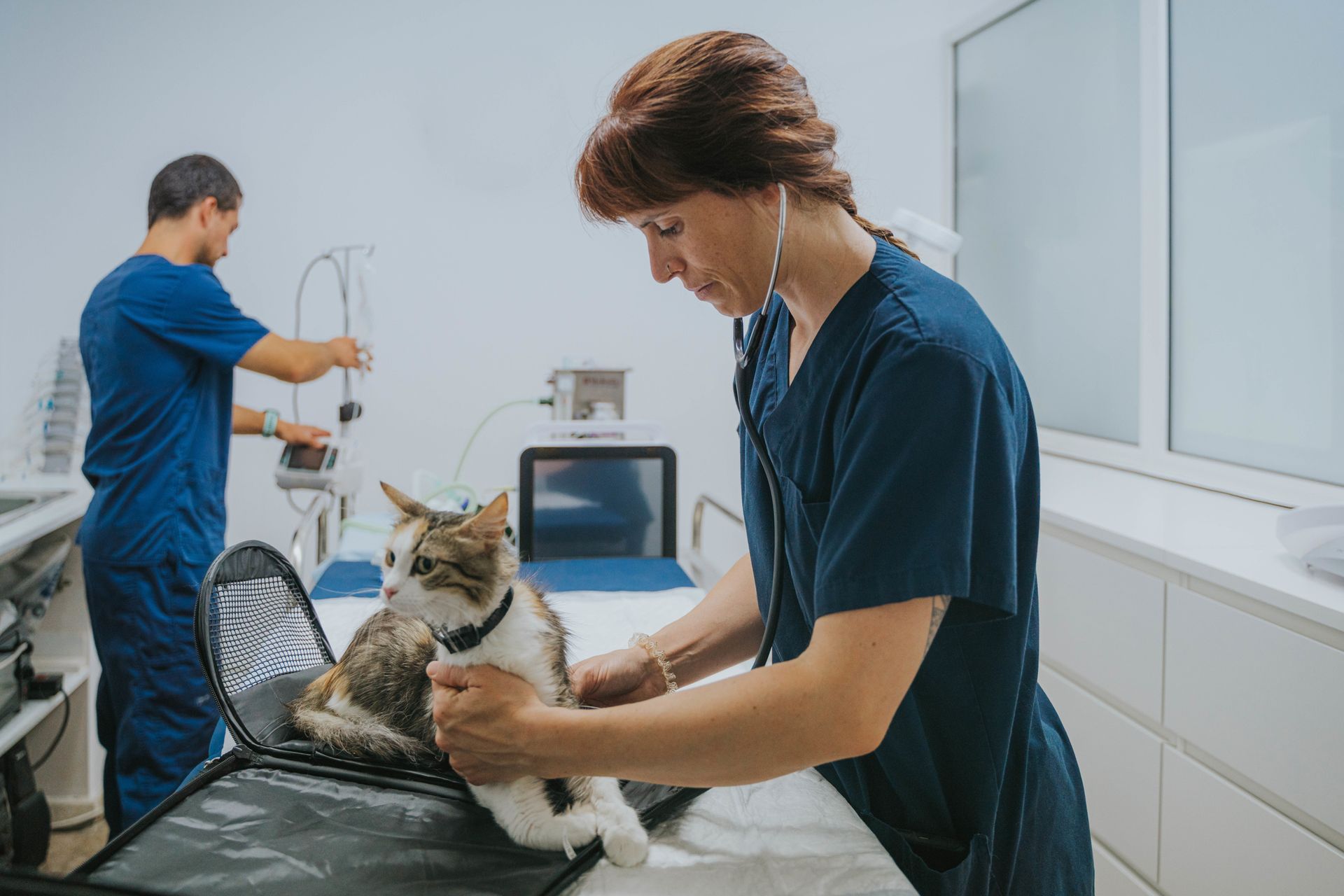 A female veterinarian examining a cat with a stethoscope, highlighting pet care services.