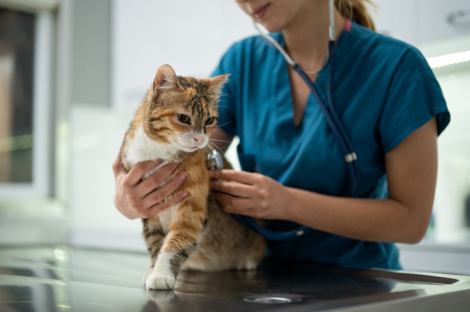 Close-up of a female vet examining a cat with a stethoscope, highlighting pet care services.