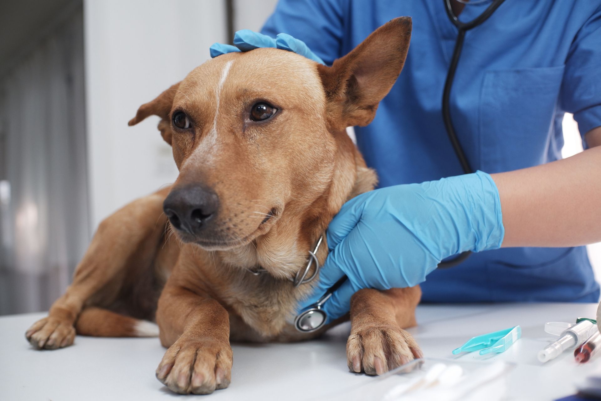 A veterinarian, in blue gloves, treating a dog at a veterinary clinic, showcasing dog care.