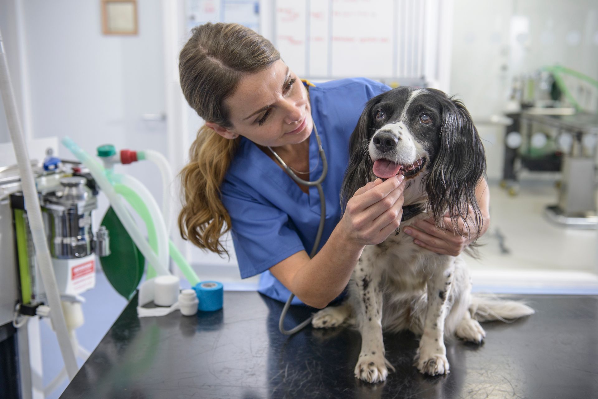 Veterinary nurse with dog on table in veterinary clinic.