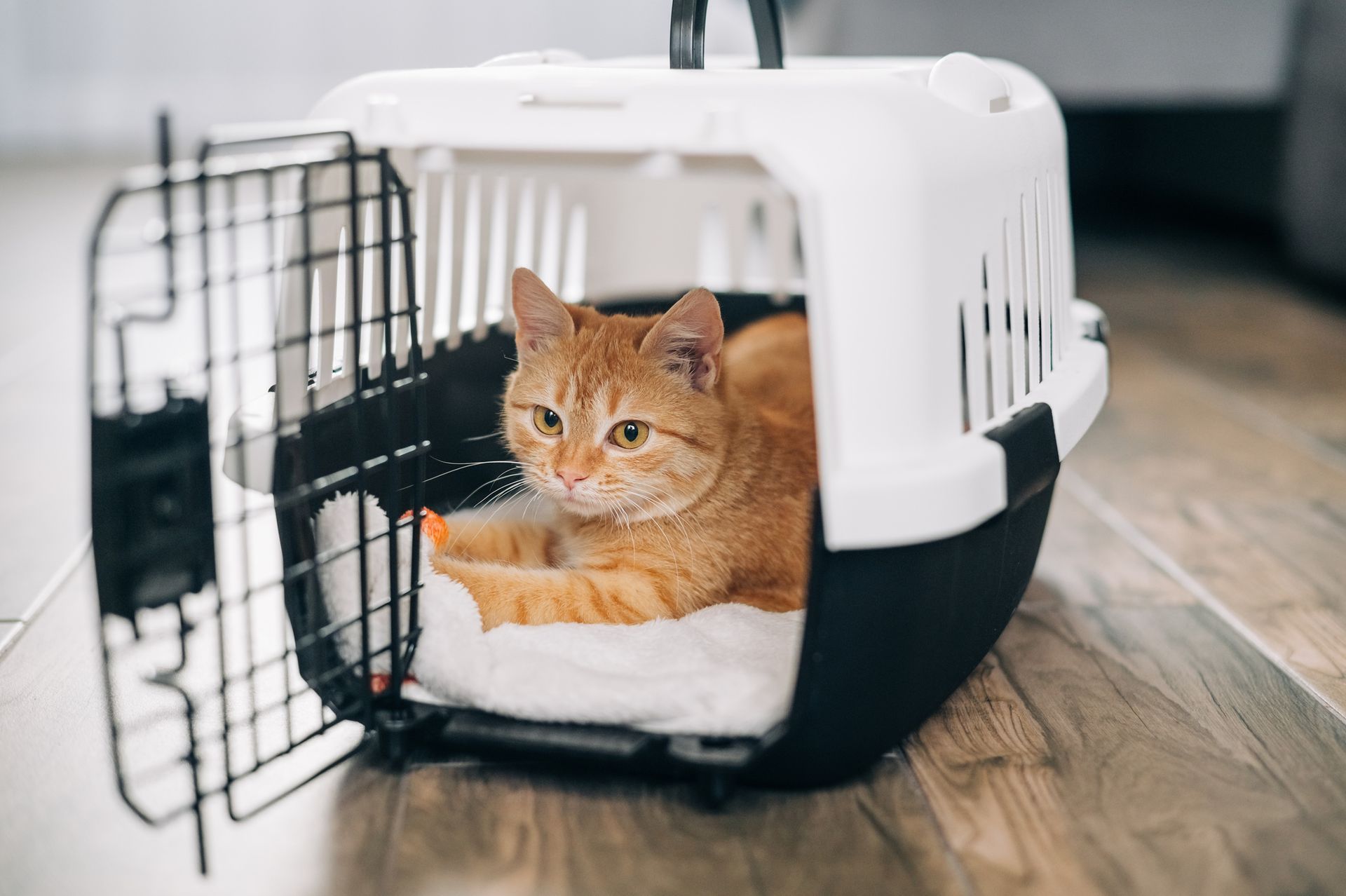 An orange cat resting inside an open, white and black pet carrier on a wooden floor.