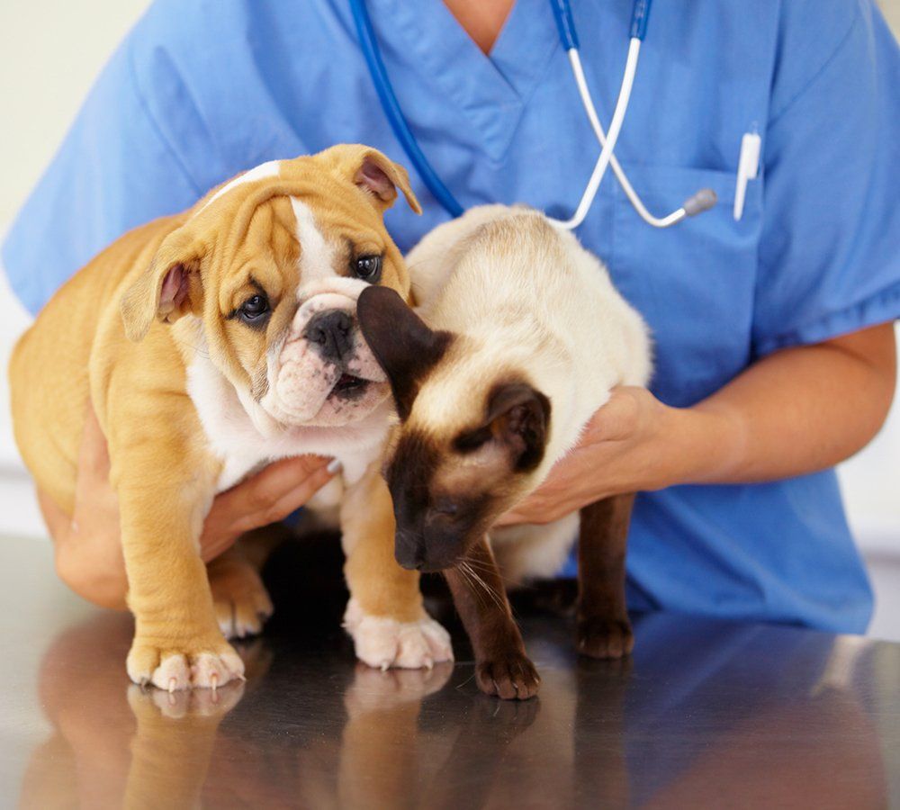 Vet Holding a Puppy and a Kitten — Murrells Inlet, SC — Murrells Inlet Veterinary Hospital