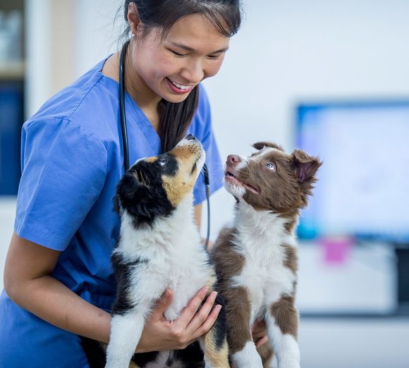 Vet with Two Border Collies — Murrells Inlet, SC — Murrells Inlet Veterinary Hospital