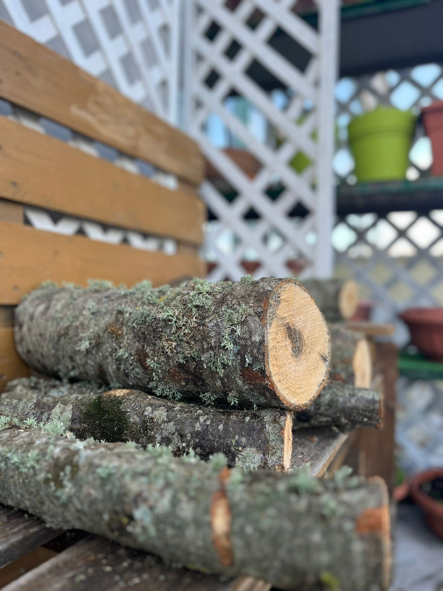 antica trattoria pizzeria zia michelina