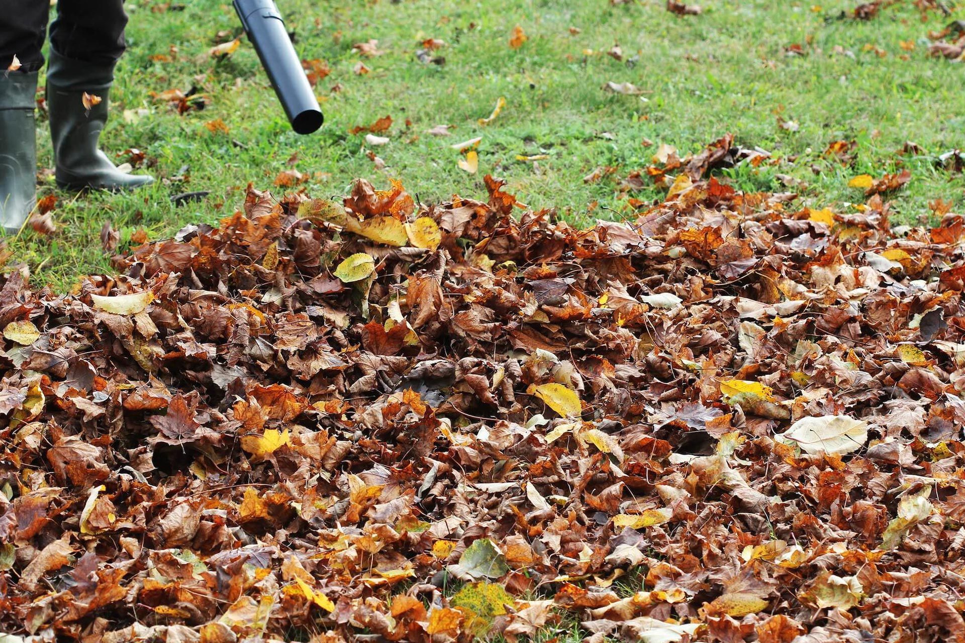 Person blowing fallen leaves into a pile on a grassy lawn.