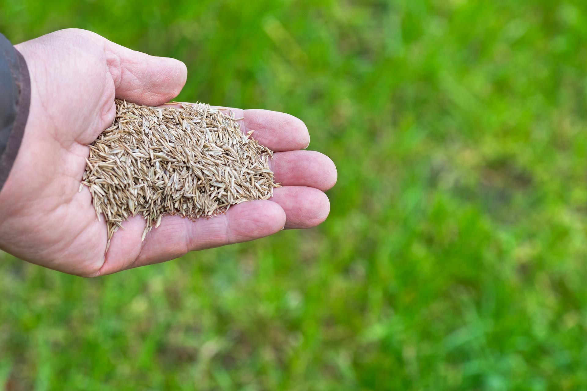 Handful of grass seeds held over a green lawn.