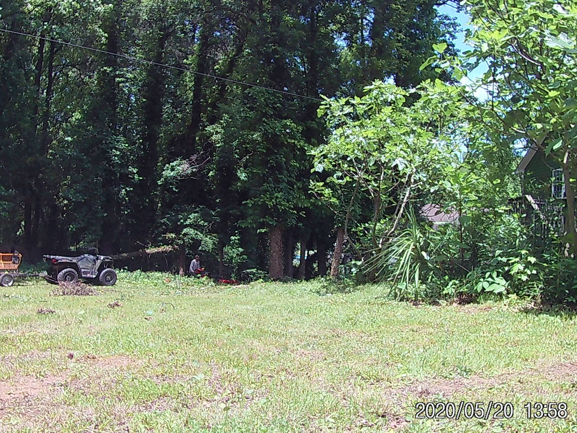 a man is cutting a tree with a pair of scissors .