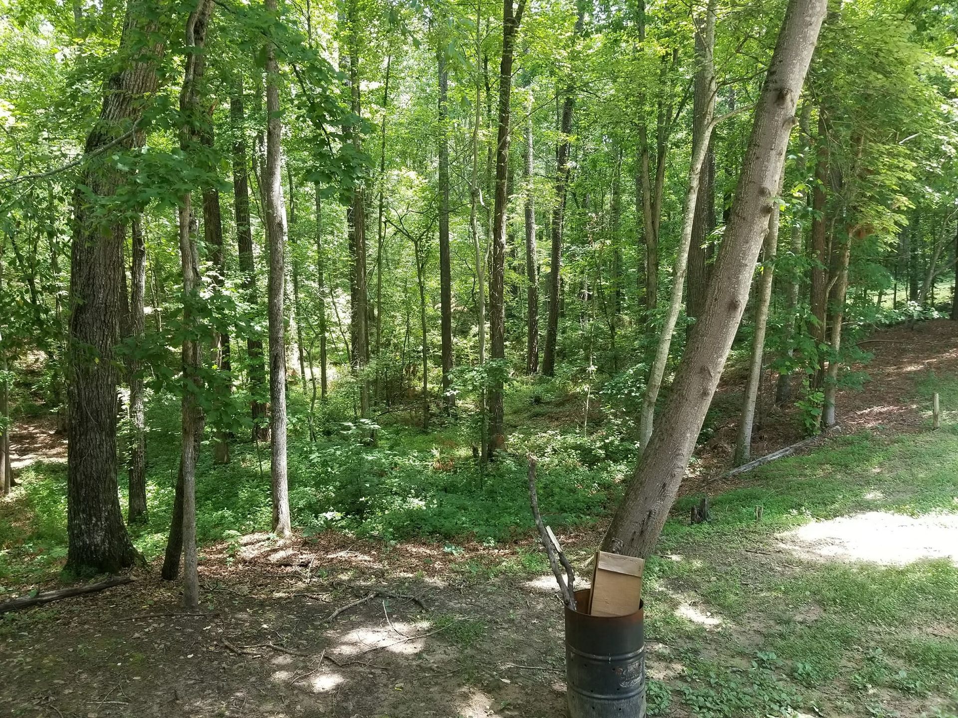 a tree in the middle of a forest with lots of trees