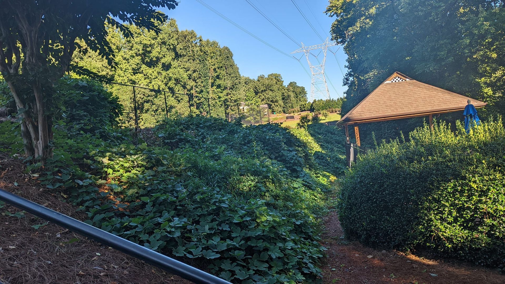 a gazebo in the middle of a lush green forest