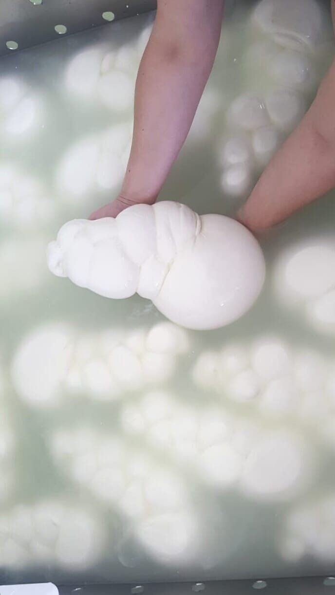 produzione di trecce di mozzarella