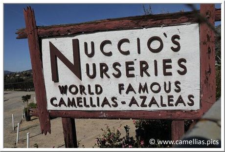 A sign for nuccio 's nurseries world famous camellias azaleas