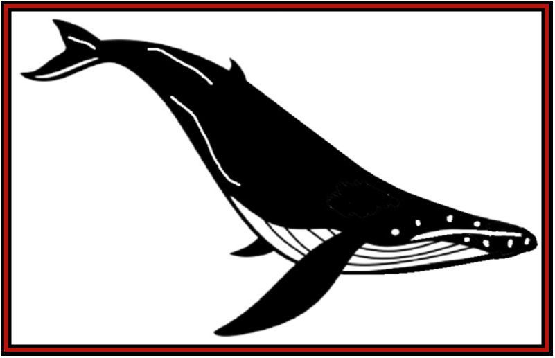a black and white drawing of a humpback whale