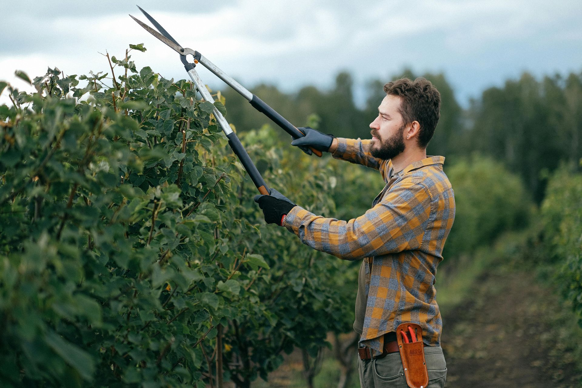Man pruning a bush with long shears outdoors.