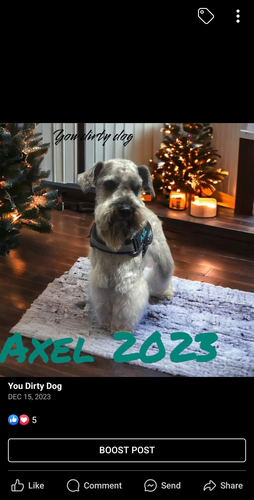 A schnauzer dog is sitting on a rug in front of a christmas tree.