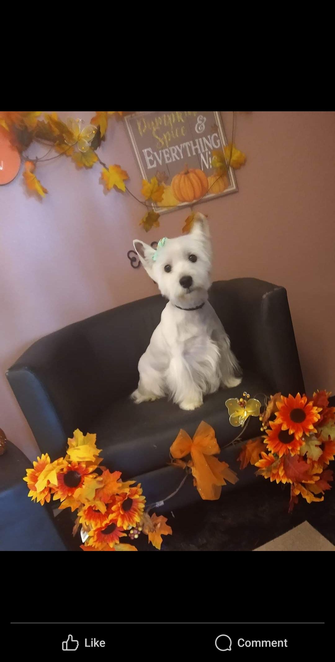 A small white dog is sitting on a black couch surrounded by flowers.