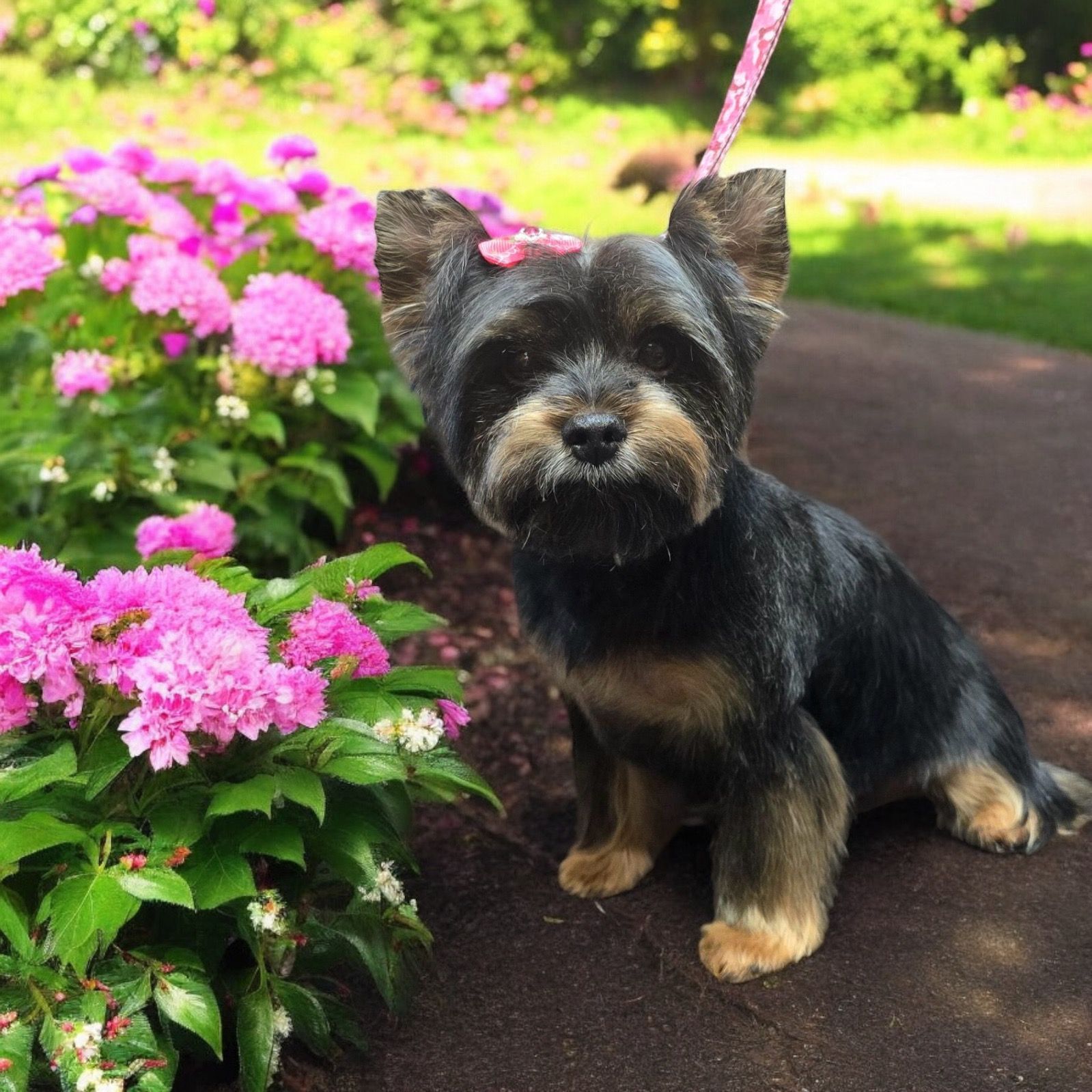 A small dog is sitting in front of a bush of pink flowers