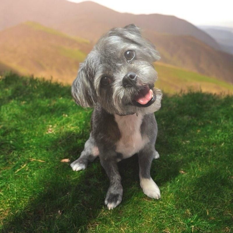 A small dog is sitting in the grass with mountains in the background