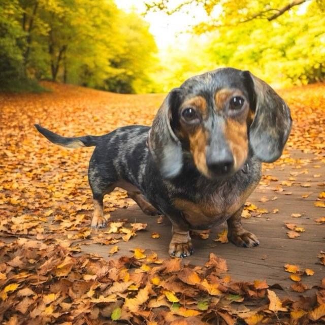 A dachshund standing on a path covered in leaves