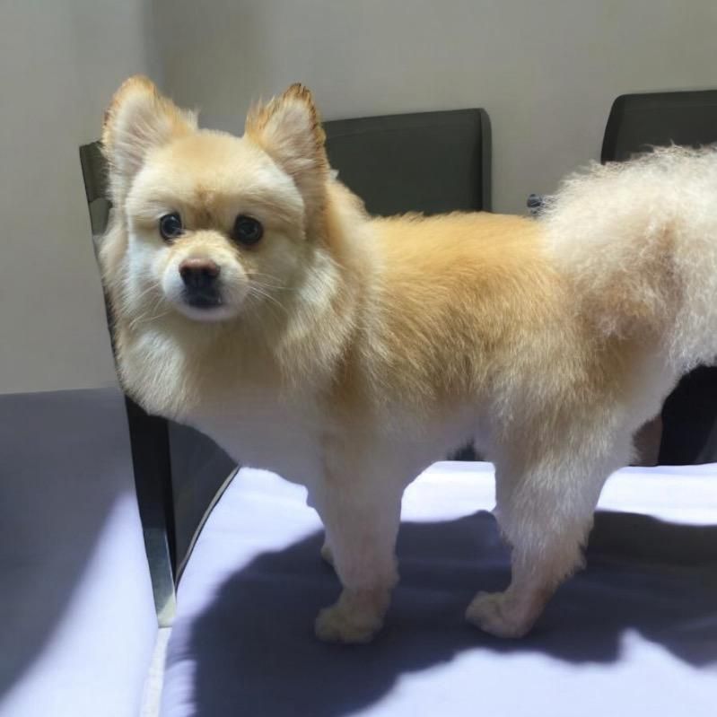 A small dog is standing on a table and looking at the camera