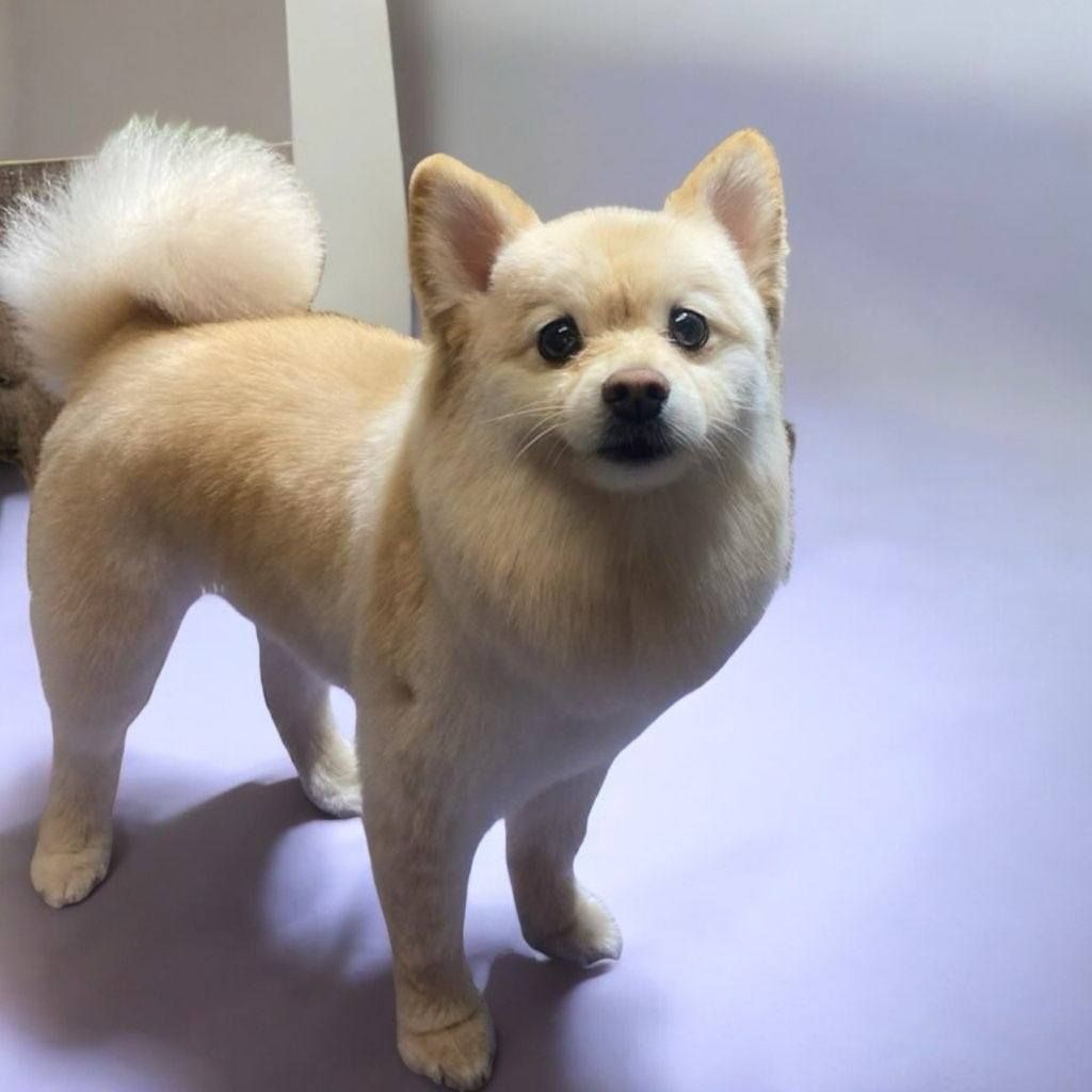 A small dog is standing on a purple surface and looking at the camera.