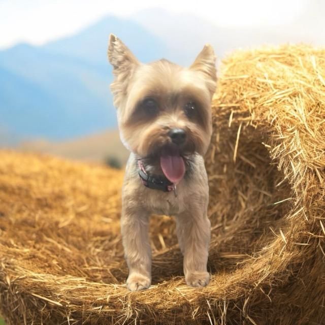 A small dog is standing in a pile of hay