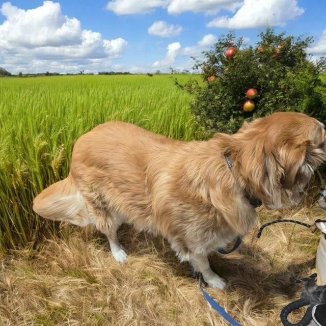 A dog on a leash is standing in a grassy field