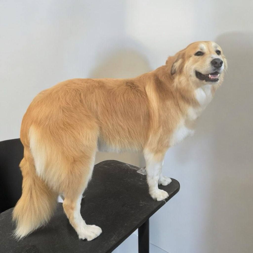 A brown and white dog standing on a black chair