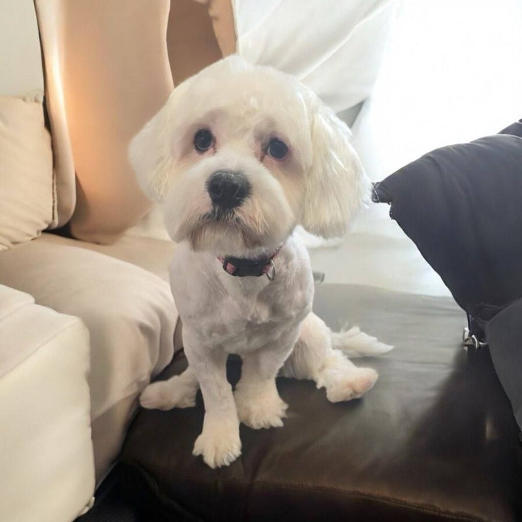 A small white dog is sitting on a couch looking at the camera