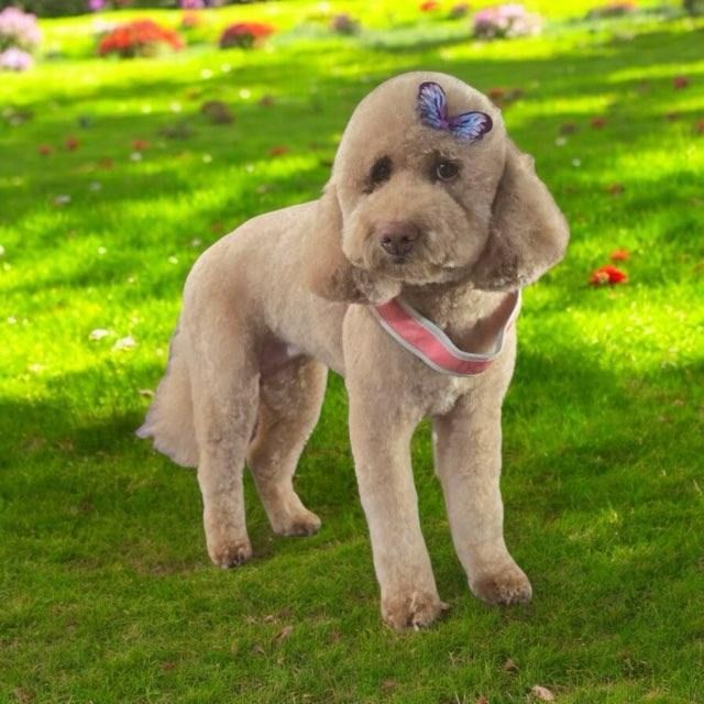 A dog with a butterfly on its head is standing in the grass