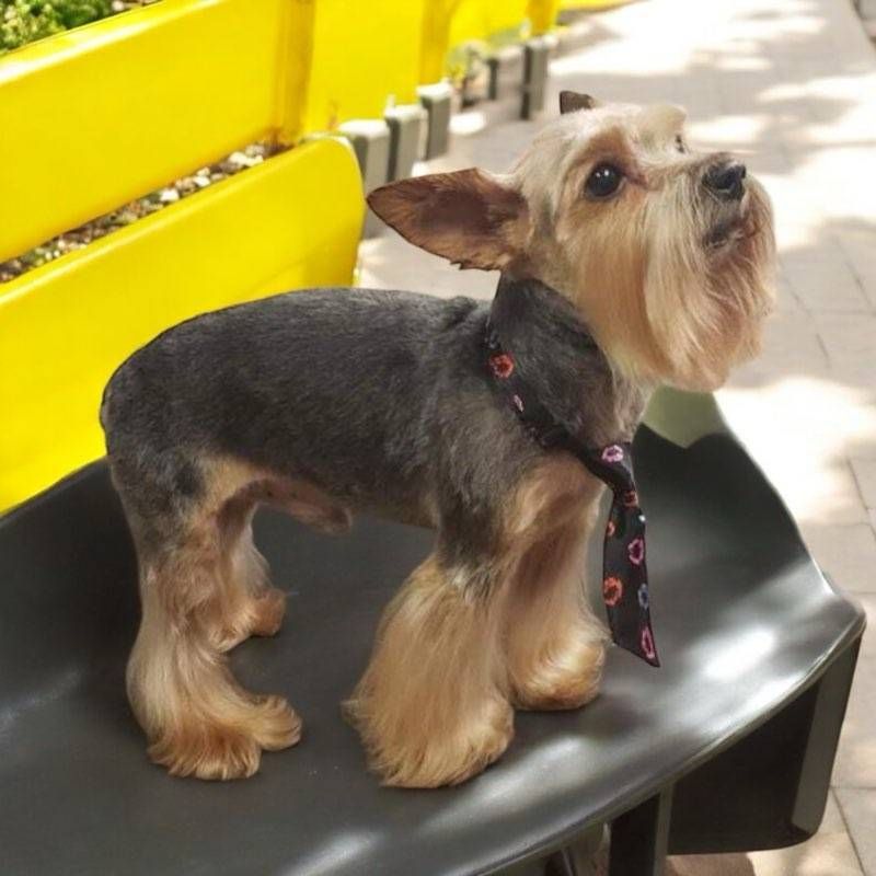 A small dog wearing a tie is sitting on a chair