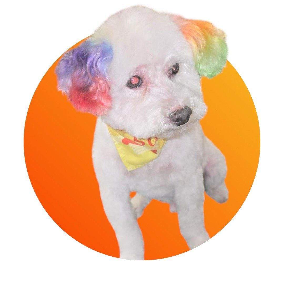 A white dog with rainbow hair and a yellow scarf around its neck