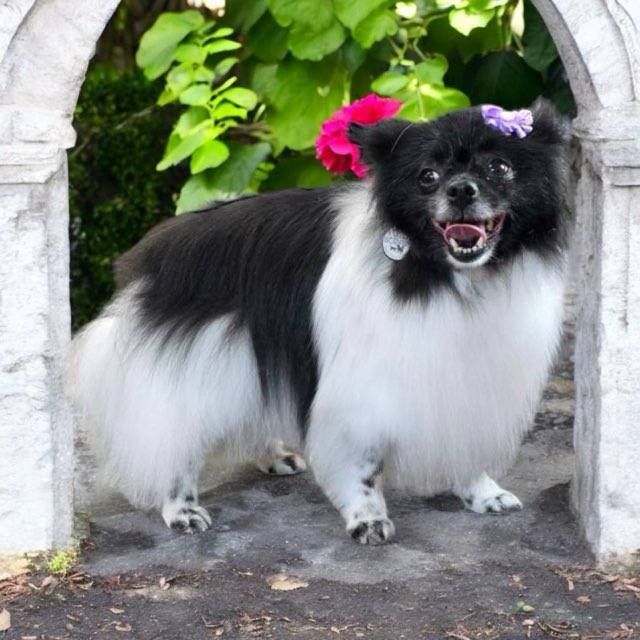 A black and white dog with a flower on its head