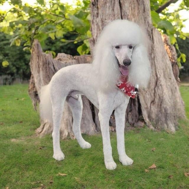 A white poodle standing next to a tree stump