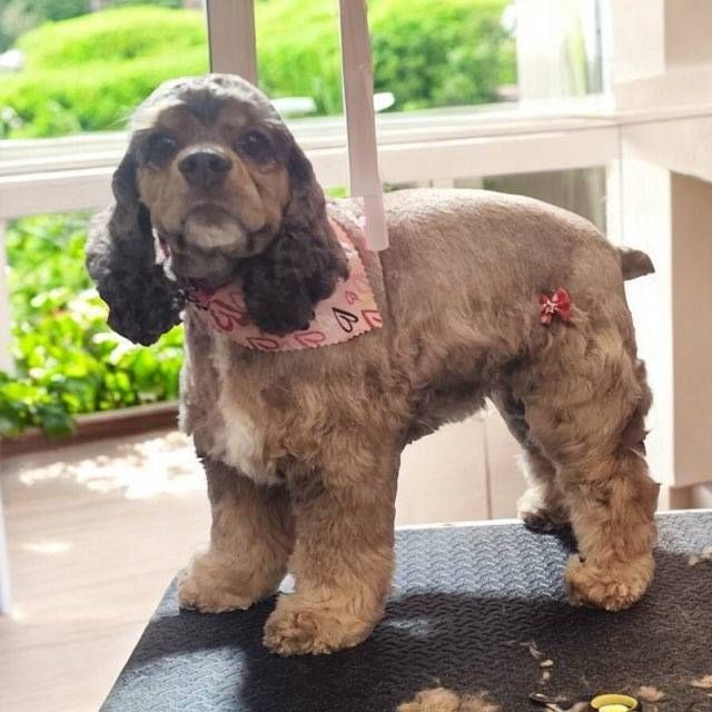 A cocker spaniel wearing a pink bandana is standing on a table